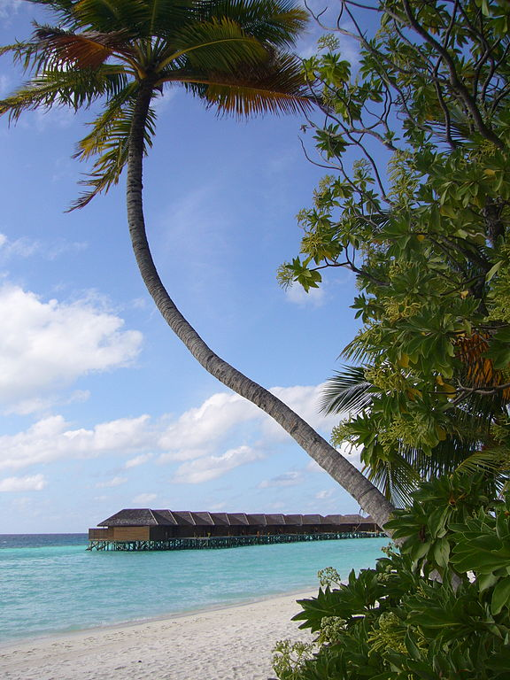 Figure 11: A coconut tree veering towards sunlight due to phototropism